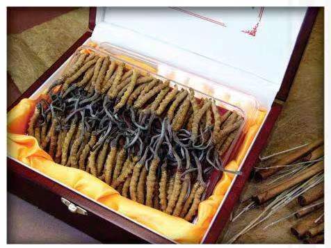 岷县冬虫夏草回收